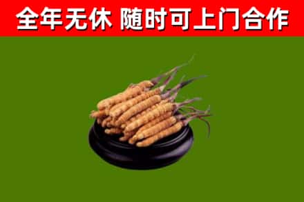 齐齐哈尔回收散虫草